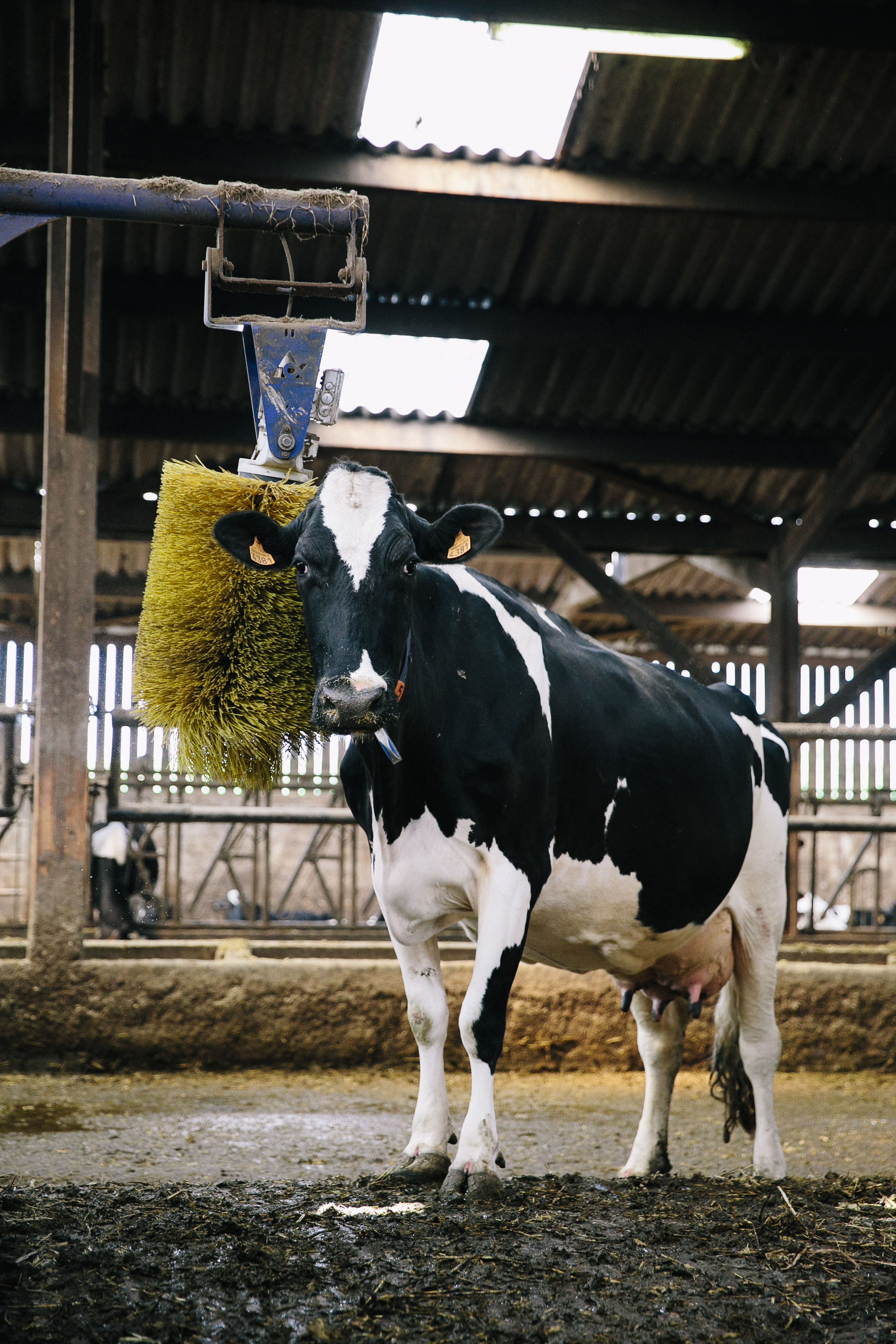 Photo Vache.jpg la coopération Laitière vache