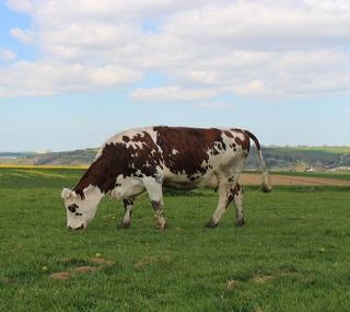 Champs vache - Prospérité Fermière
