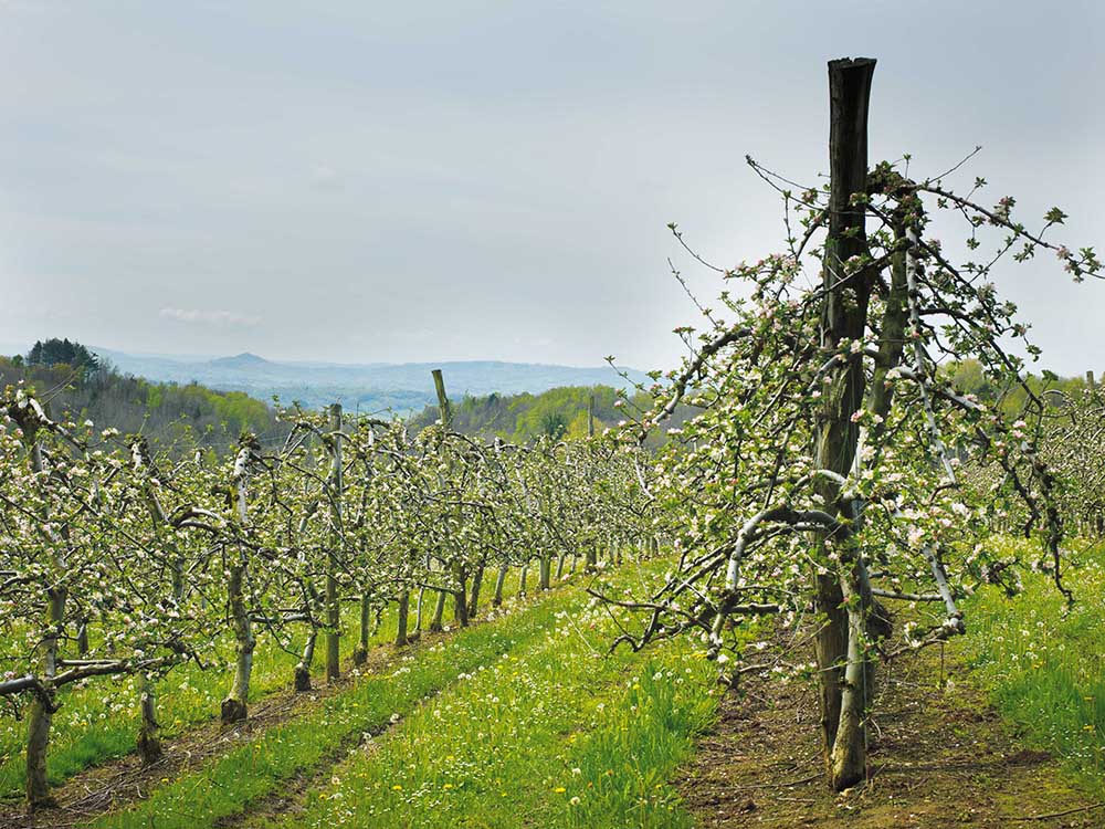 Champagne Mailly Grand Cru