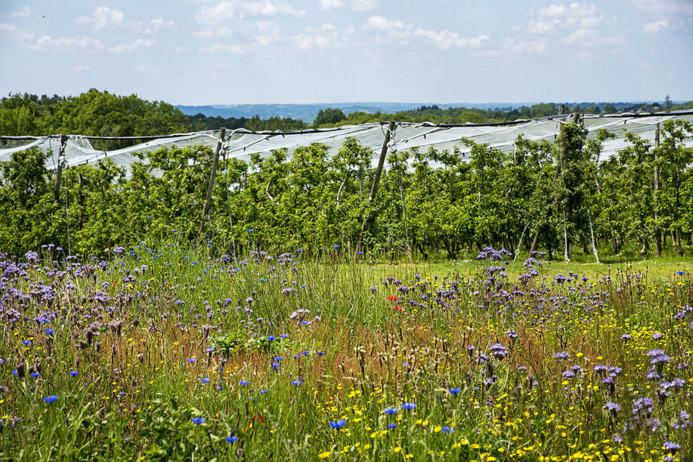 LES VIGNERONS DE TAVEL ET LIRAC