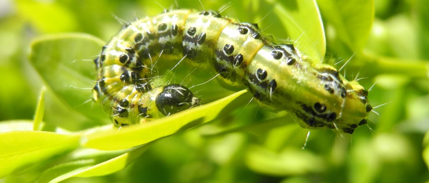 INVIVO