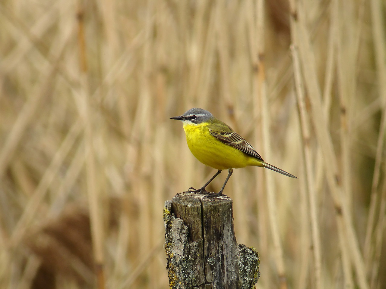 Solutions coopératives