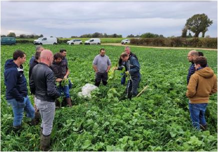 ocealia illustration