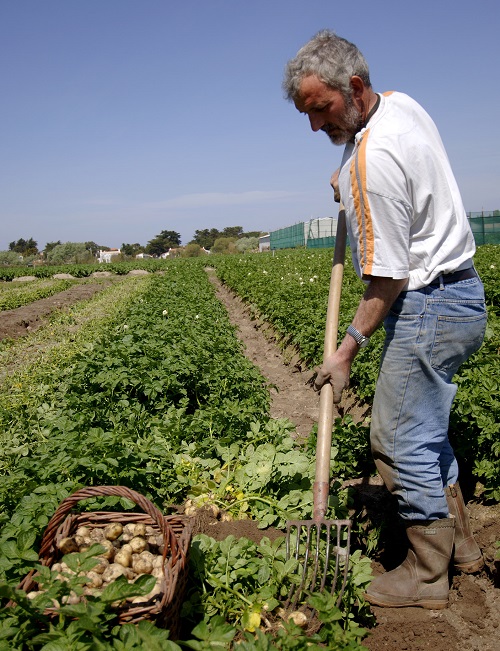 producteur de pommes de terre de l'ile de noirmoutier