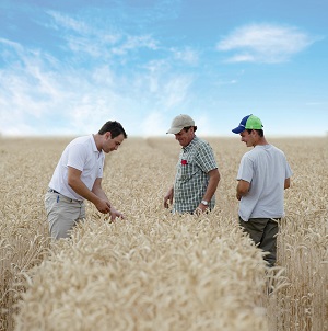 techniciens et agriculteurs dans un champ de blé