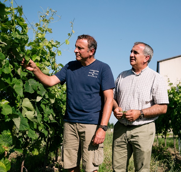 vignoble expérimental VLDC