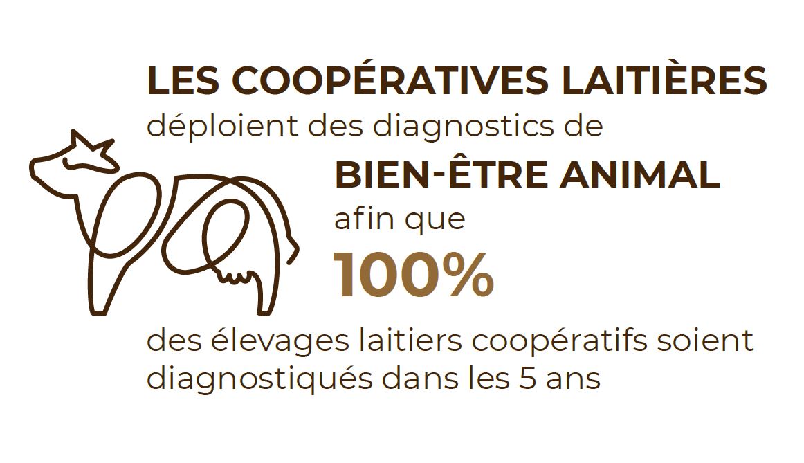 chiffre clé bien être animal coop laitières