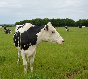 vache