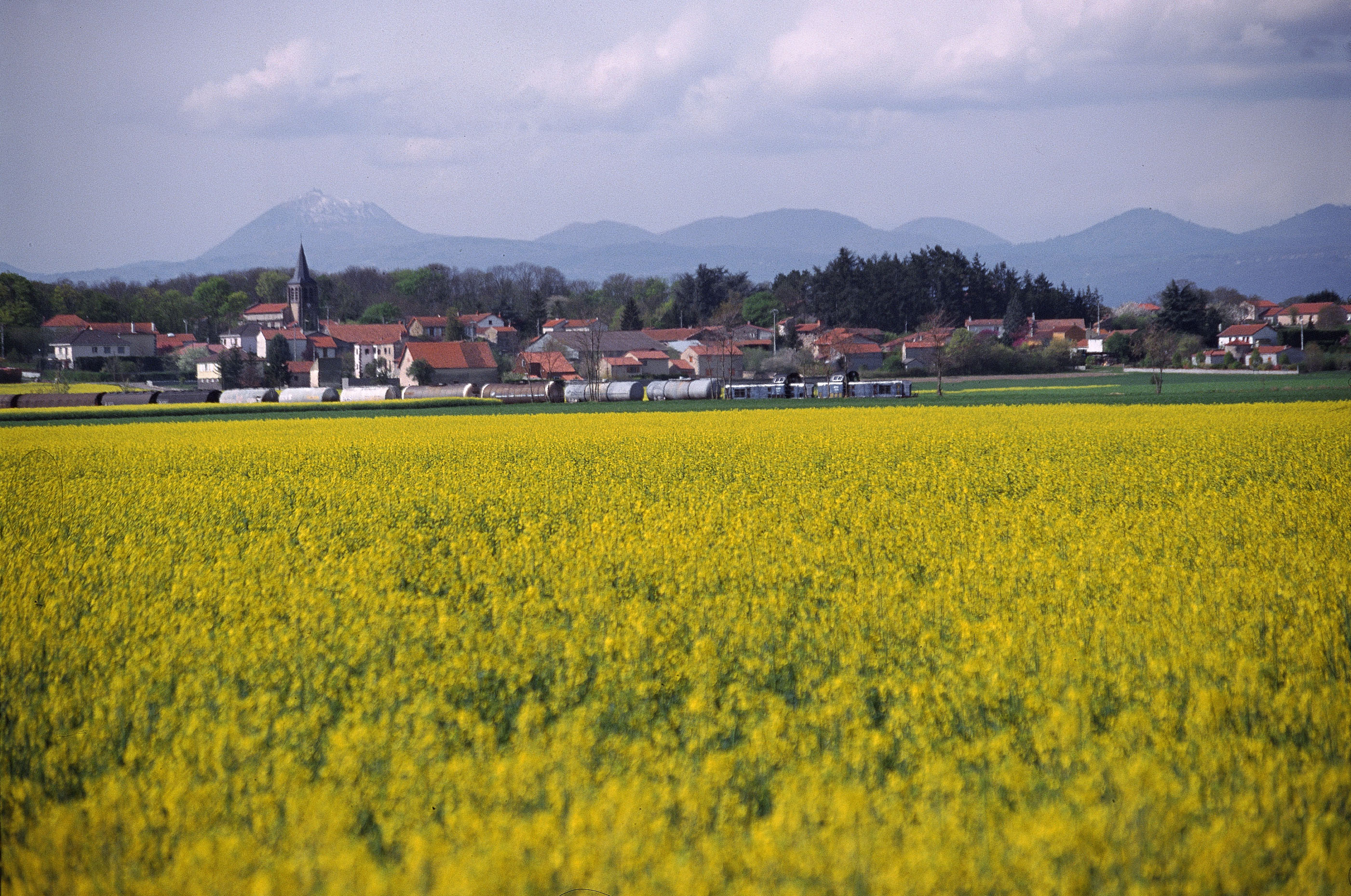 champs de colza