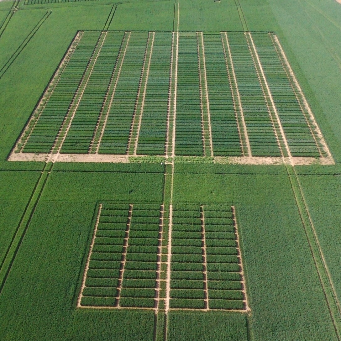 des centaines de micro parcelles d’essais sont conduites chaque année par les techniciens des coopératives