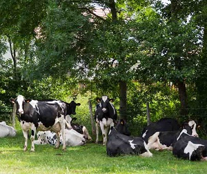 vaches en alsace