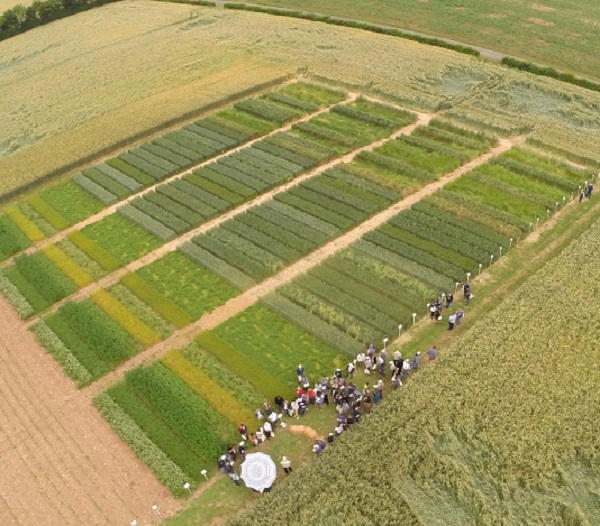 plateforme d'essais de céréales