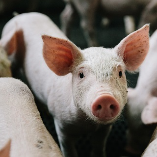 bien-être animal porcelet