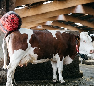 brosse à vache