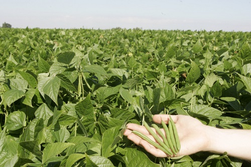 champs d'haricots verts