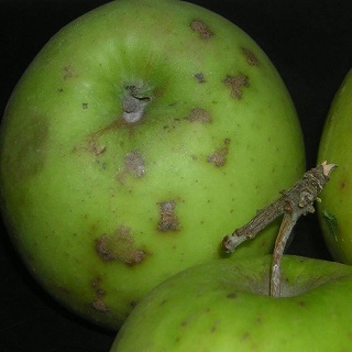 Ces taches de tavelure sur une pomme la rendent impropre à la consommation