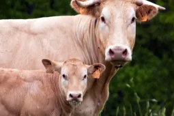 vache test pole animal