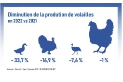 Diminution de la production de volaille 2022