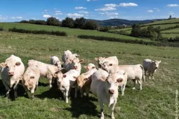 grand angle viande