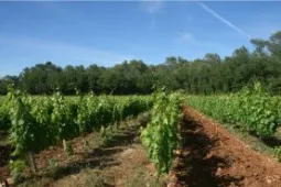 viticulture-observatoire-regional-1