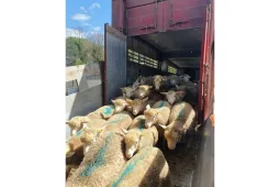 Transport ovins