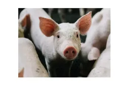 Porc