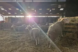 Attractivité des métiers - filière ovine