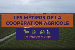 Vidéo métiers en coopérative ovine