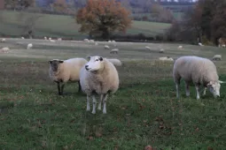 Moutons COPAGNO