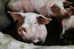 cochon porc