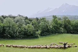 Agneau soleil.jpg