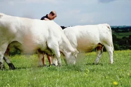 Charolais horizon.JPG