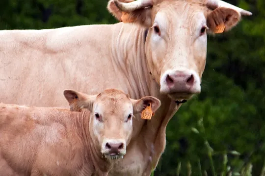 vache test pole animal