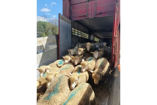 Transport ovins