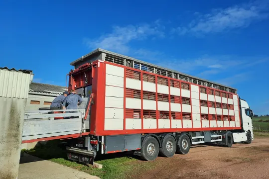 Transport animaux - Porcs