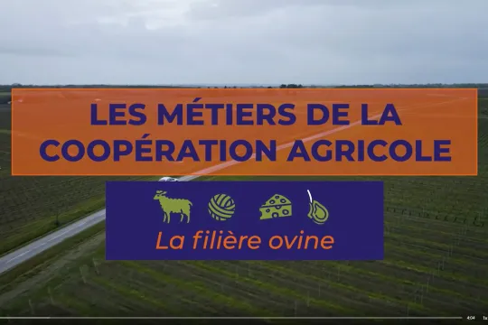 Vidéo métiers en coopérative ovine
