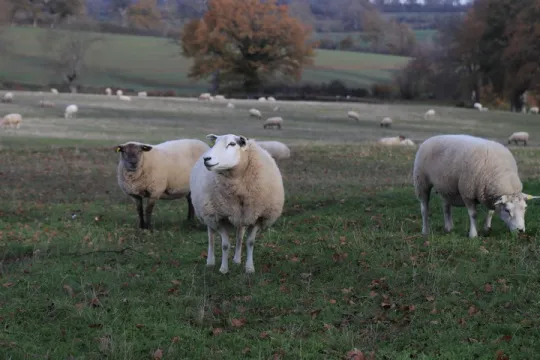 Moutons COPAGNO