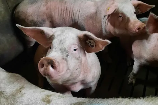 cochon porc