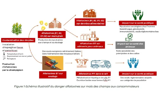 AFLATOXINE