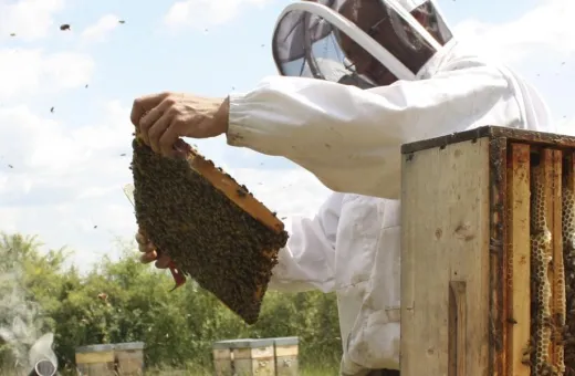 Les compagnons du miel