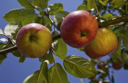 Alpes coop fruit