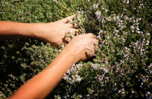 coopérative aromates de provence