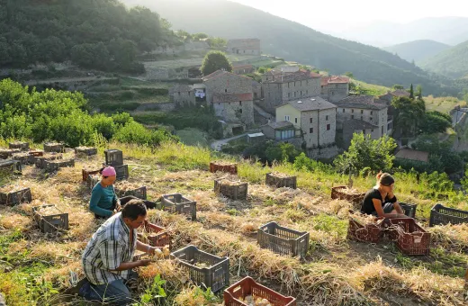 ORIGINE CEVENNES