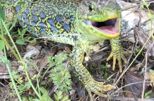 Lézard ocellé