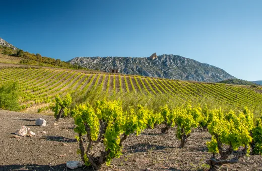 terroir du vertige