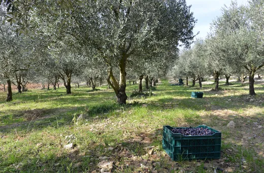 coopérative vignolis
