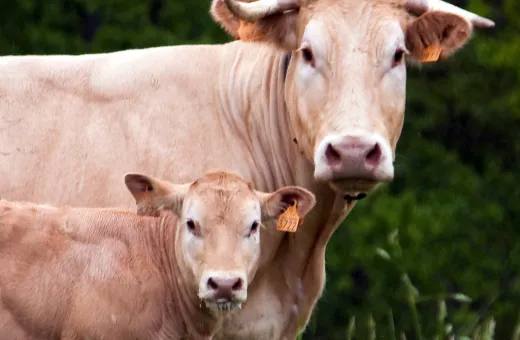 vache test pole animal