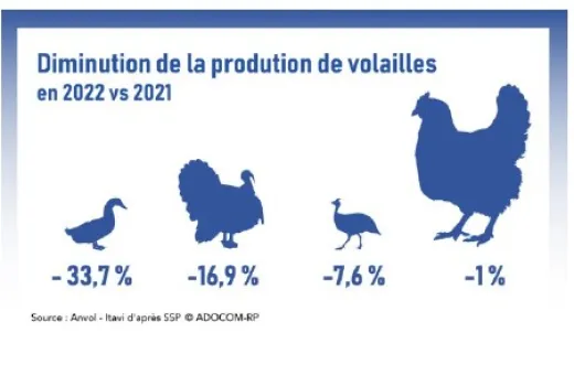 Diminution de la production de volaille 2022