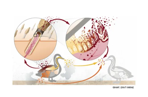 IAHP plumes