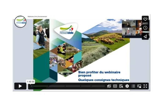 replay webi greensheep